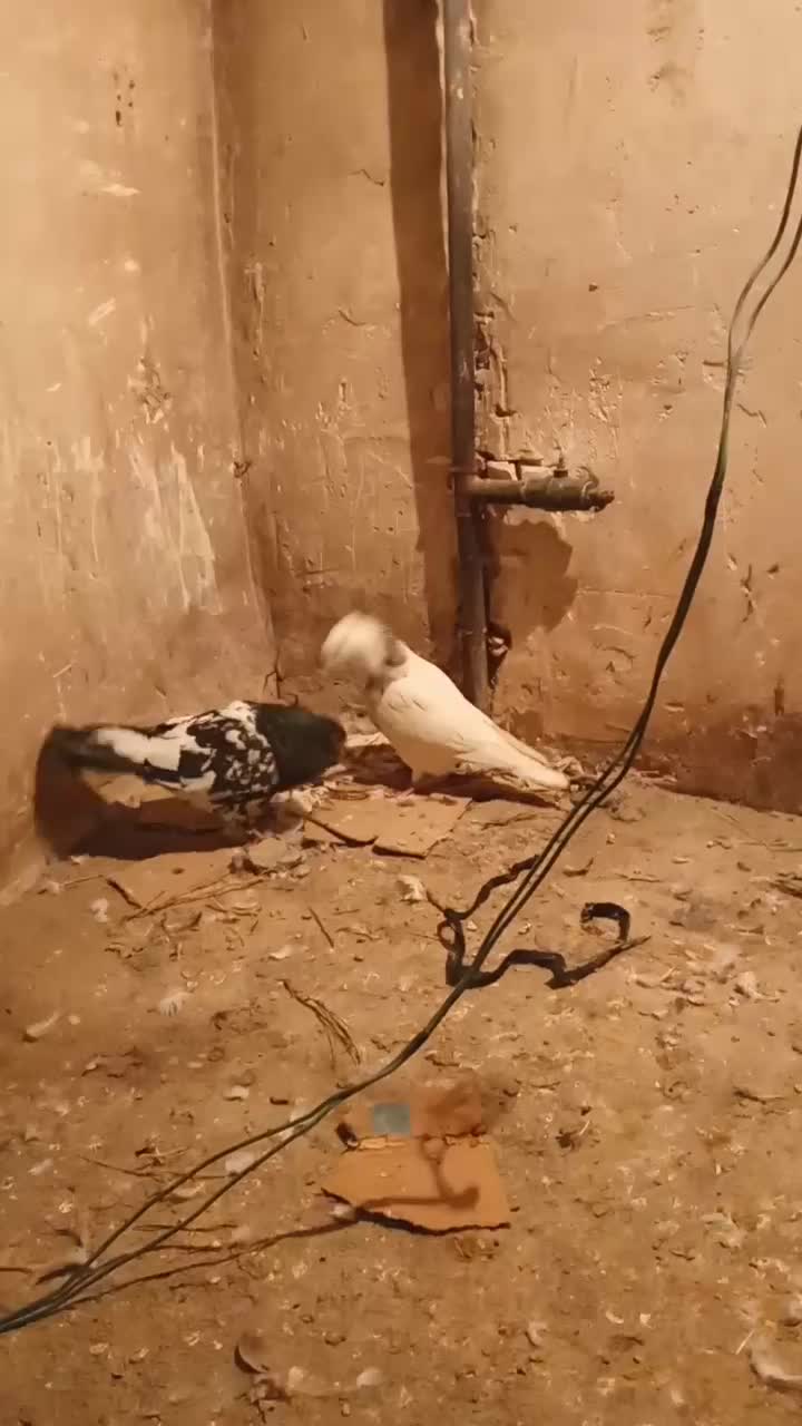 از آگهی دیوار|پرنده|شیروان (خراسان), |دیوار