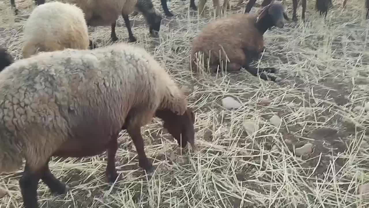 میش و بره|حیوانات مزرعه|اسلام‌‌آباد غرب, |دیوار