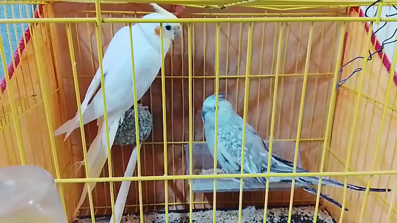 عروس هلندی|پرنده|تربت‌حیدریه, باغ ملی|دیوار