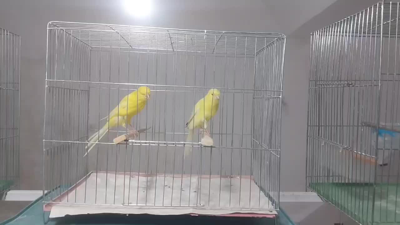 قناری رسمی بلند خونگی|پرنده|یزد, |دیوار