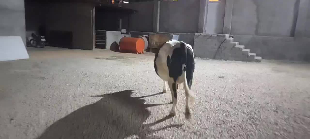 گاو ابستن|حیوانات مزرعه|سرپل ذهاب, |دیوار