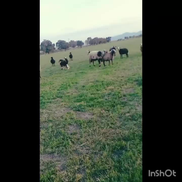 قوچ پلنگی|حیوانات مزرعه|خنداب, |دیوار