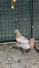 کبوتر|پرنده|مه ولات, |دیوار