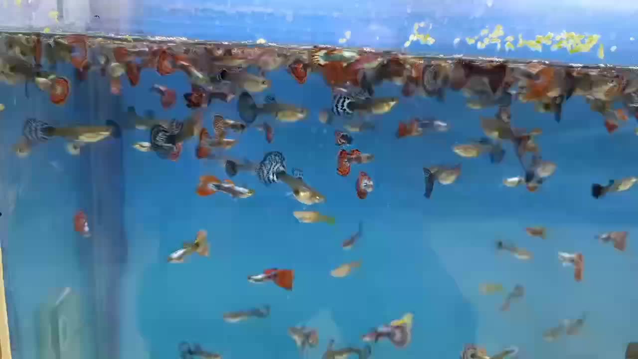 ماهی گوپی بیگ ایر دراگون|ماهی|اصفهان, لیمجیر|دیوار