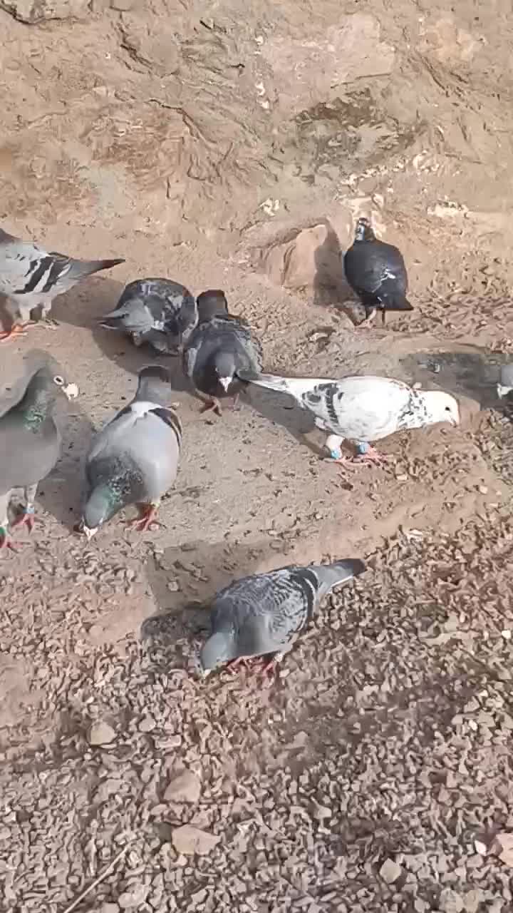 کفترمسافتی|پرنده|رضویه, |دیوار