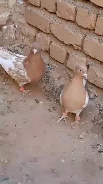 کبوتر|پرنده|ششطراز, |دیوار