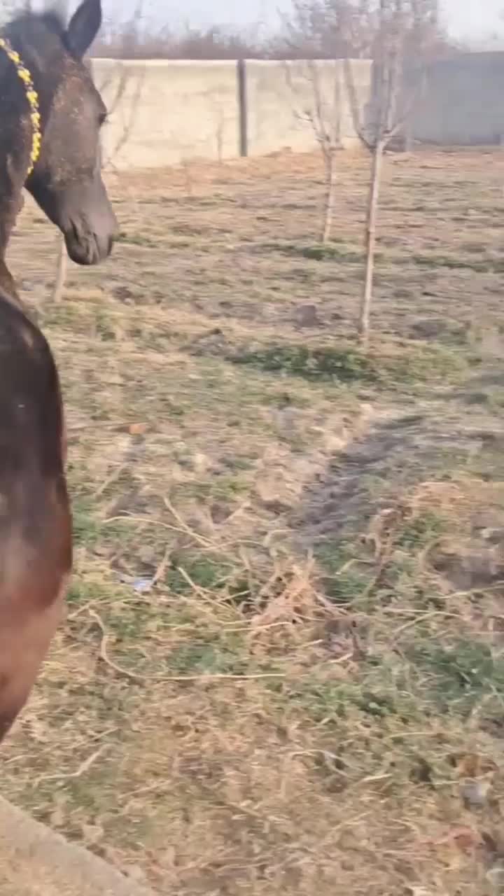 اسب|اسب و تجهیزات اسب‌سواری|فلاورجان, |دیوار