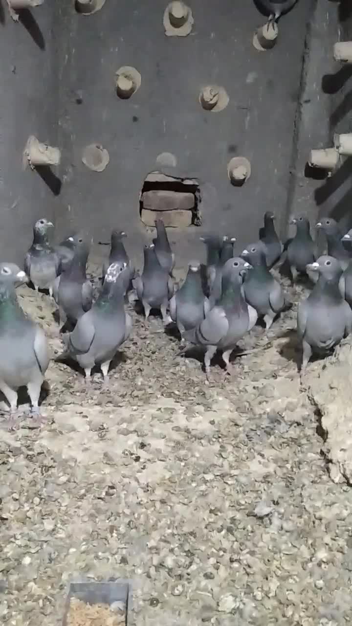 کبوتر|پرنده|شهرآباد, |دیوار