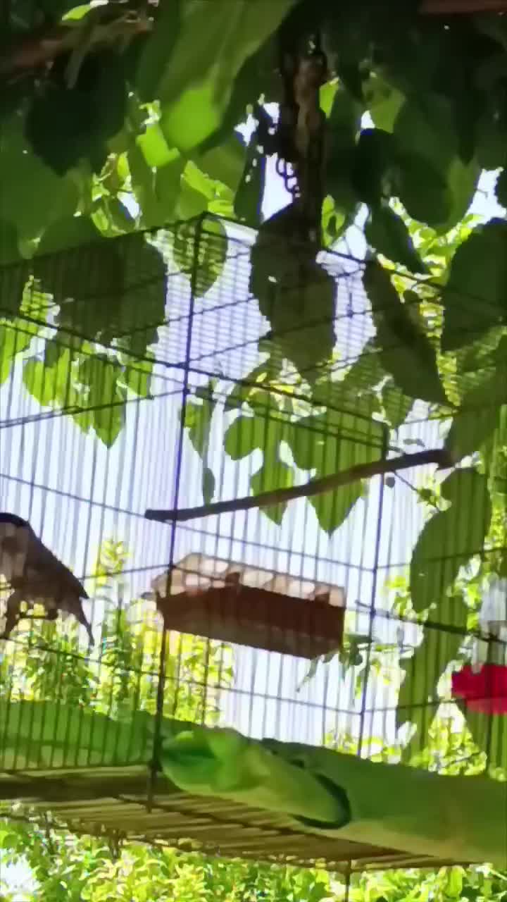 پرنده|پرنده|کوهدشت, |دیوار