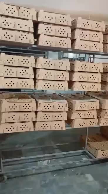 جوجه رنگی گلپایگان بوقلمون اوردک|حیوانات مزرعه|چابهار, |دیوار