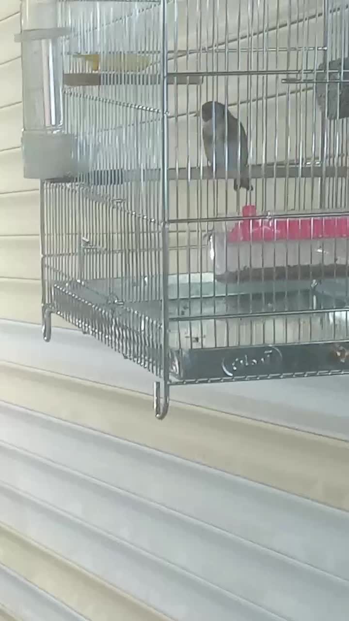 پرنده سهره|پرنده|شاهین‌شهر, نبوت|دیوار