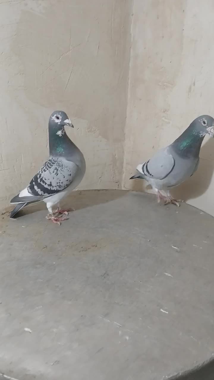 جفت نروماده پلاکی نامبروان|پرنده|آذرشهر, |دیوار