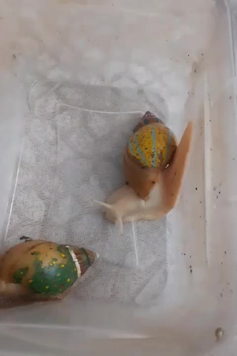 حلزون آچیتینا  ۲عدد|خزنده|تهران, جیحون|دیوار