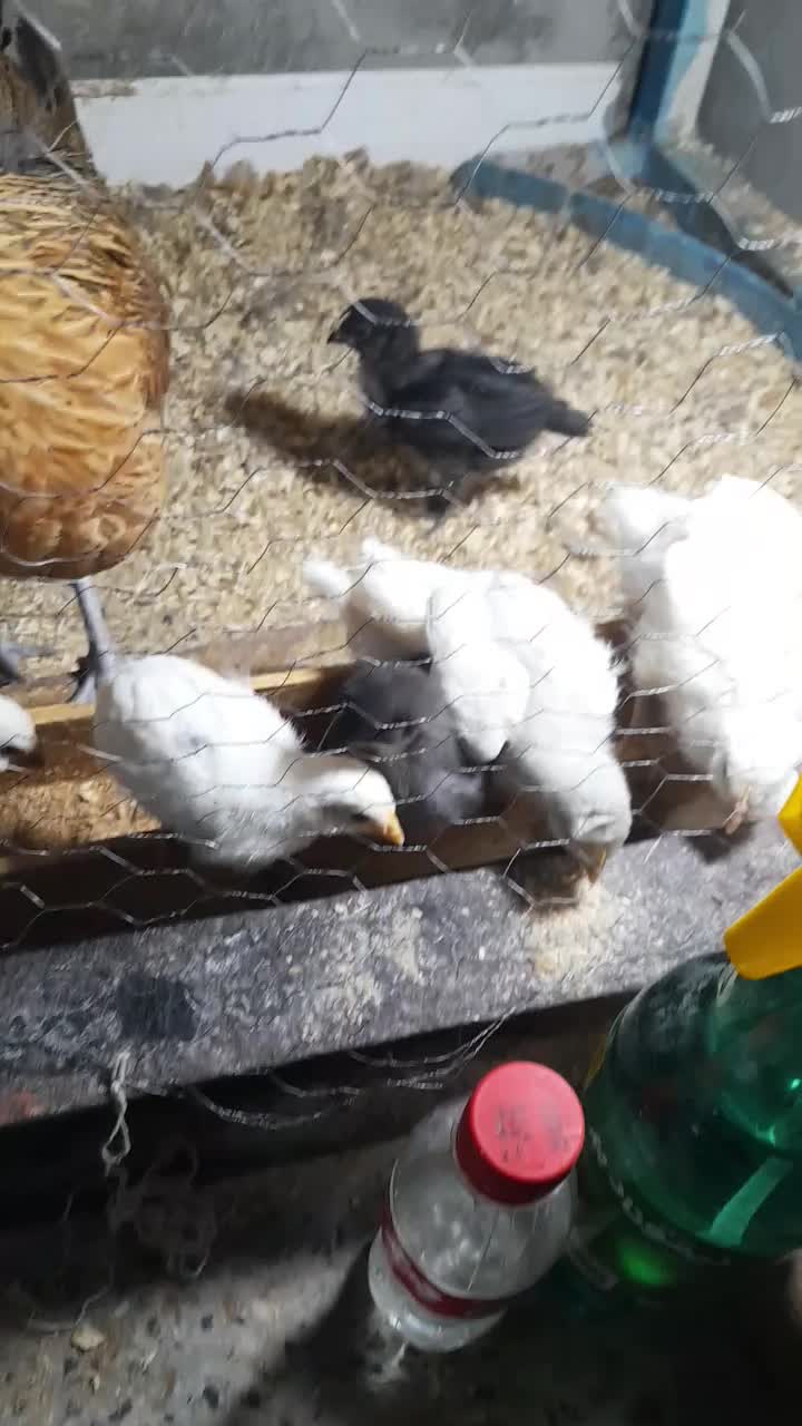 سلام مرغ محلی  با۱۲جوجه درخورموج هستم|حیوانات مزرعه|خورموج, |دیوار