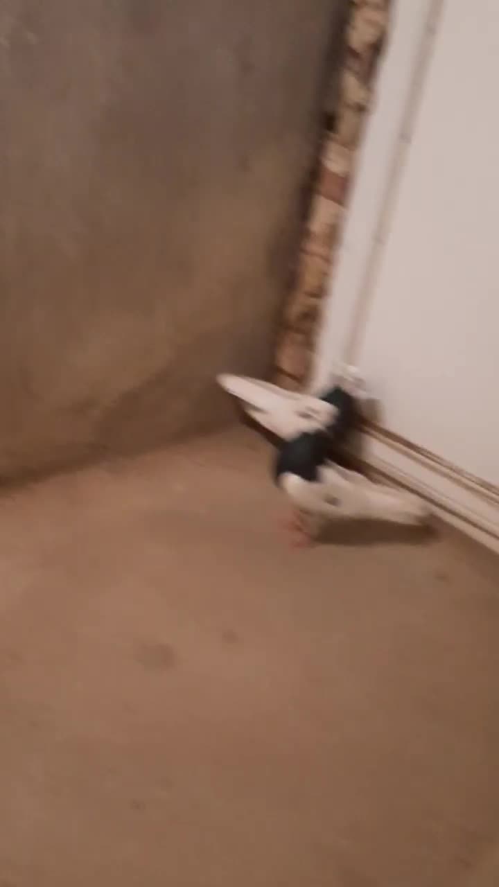 کبوتر جفت|پرنده|بشاریات, |دیوار