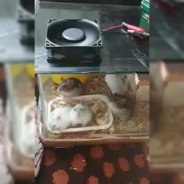 همسترهای مینیاتوری کمپل و وینتروایت|موش و خرگوش|ری, دولت‌آباد|دیوار