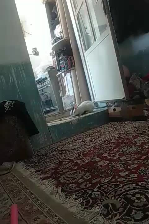 خرگوش|موش و خرگوش|سریش آباد, |دیوار