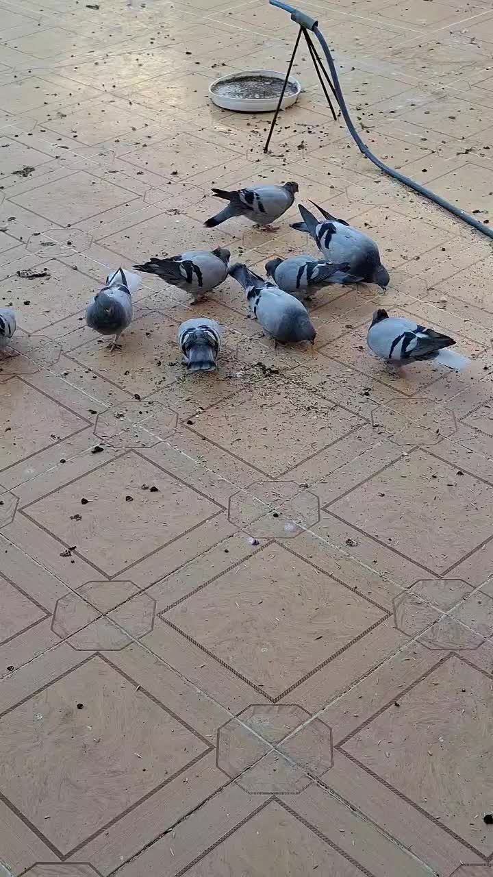 فروش کبوتر|پرنده|کازرون, |دیوار