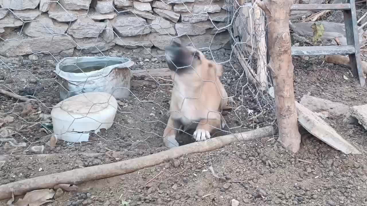 توله نر ذات دار|سگ|تربت‌حیدریه, پیشکوه|دیوار