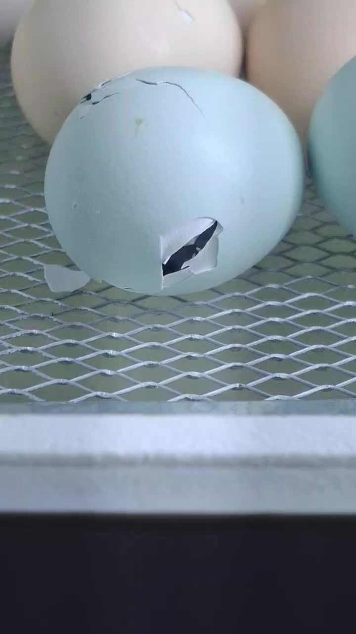 جوجه اراکانای تخم ابی و امروک|حیوانات مزرعه|شیراز, کوشک میدان|دیوار