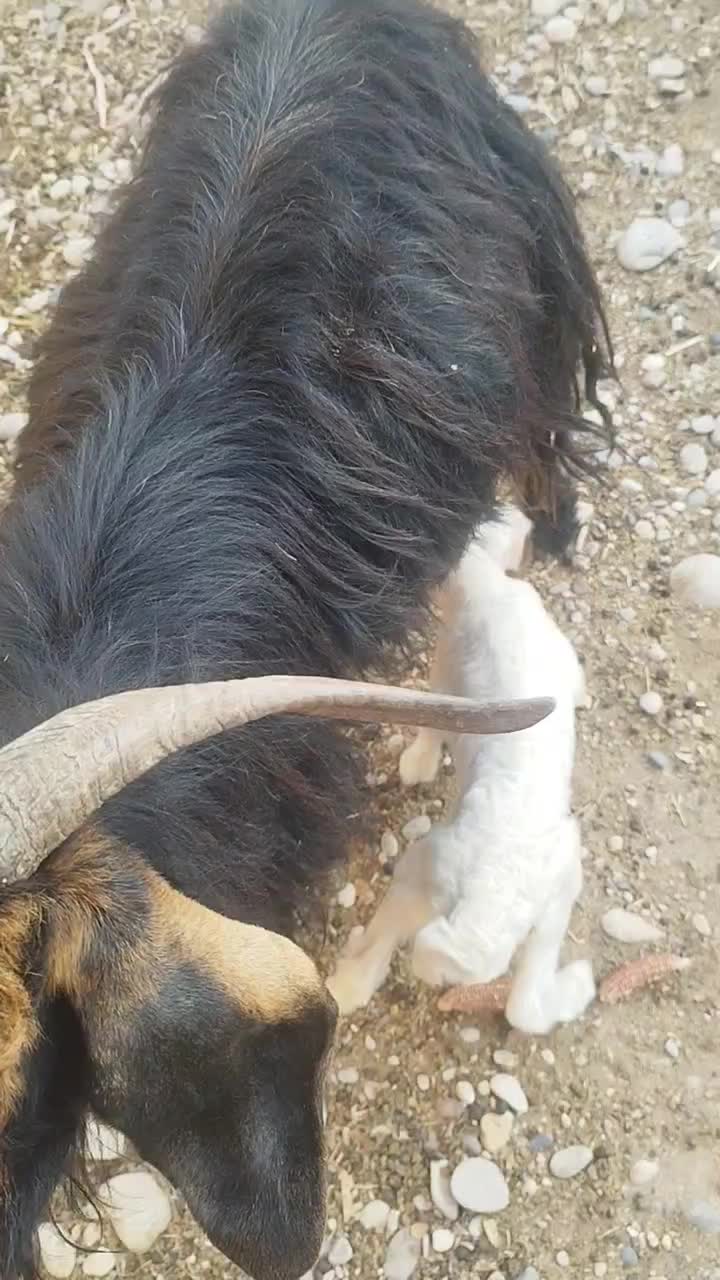 بز چپر با بره|حیوانات مزرعه|مهران (ایلام), |دیوار