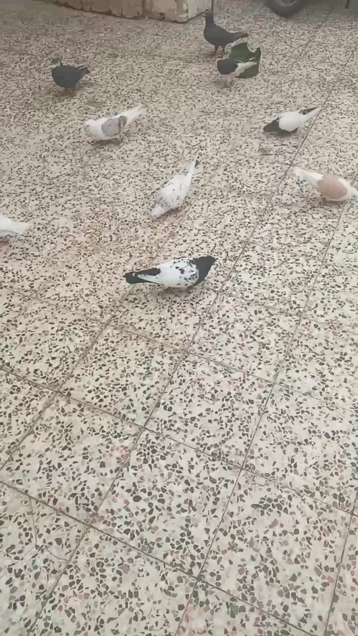 کبوتر|پرنده|اندیمشک, |دیوار