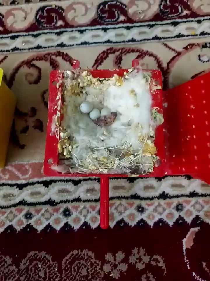 فنج جفت و جوجه|پرنده|تهران, جیحون|دیوار