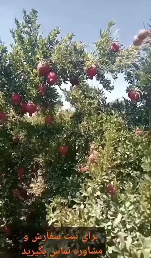 کود ارگانیک افزایش محصولات چندبرابر|گل و گیاه طبیعی|مشهد, کلاهدوز|دیوار