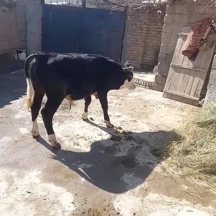 گوساله نر|حیوانات مزرعه|نوشین شهر, |دیوار