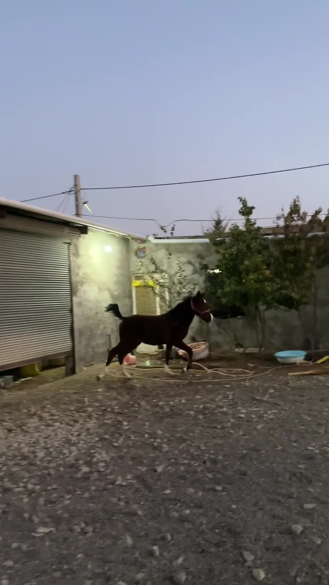 کره نریان کرد خالص|اسب و تجهیزات اسب‌سواری|اردبیل, |دیوار