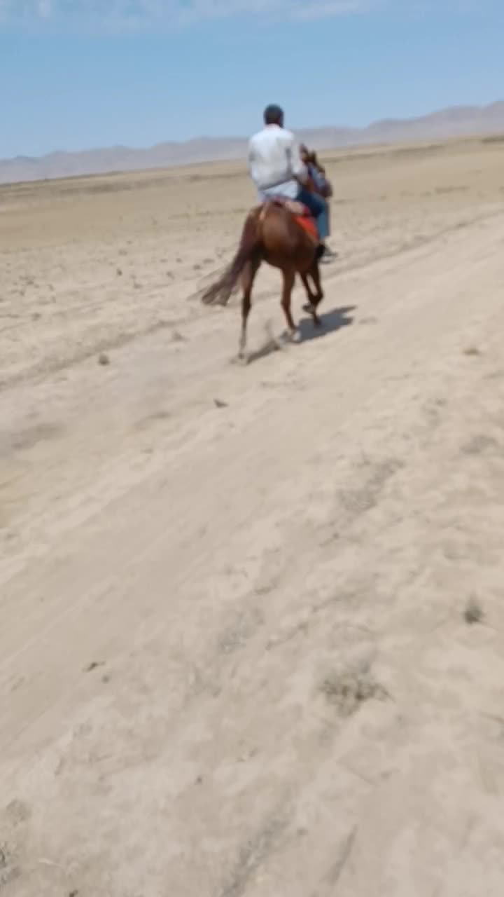 اسب نریان یورقه|اسب و تجهیزات اسبسواری|قوچان, |دیوار