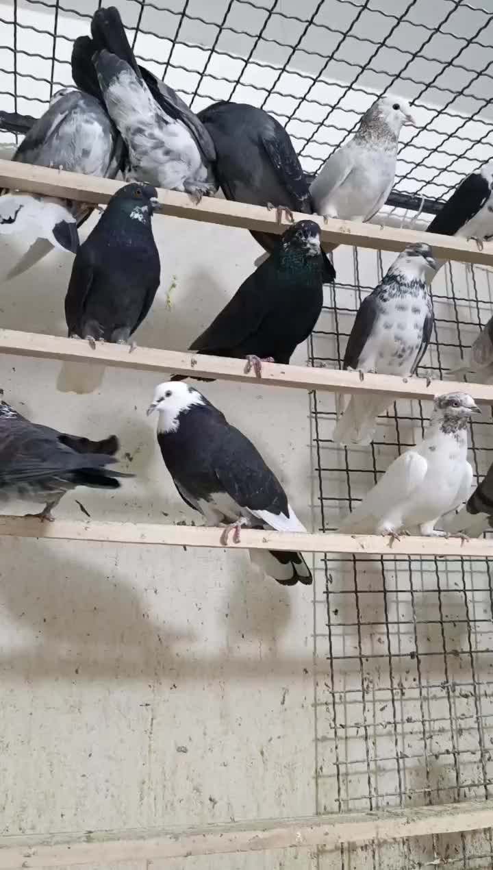 کبوتر فرشاد|پرنده|تهران, افسریه جنوبی|دیوار