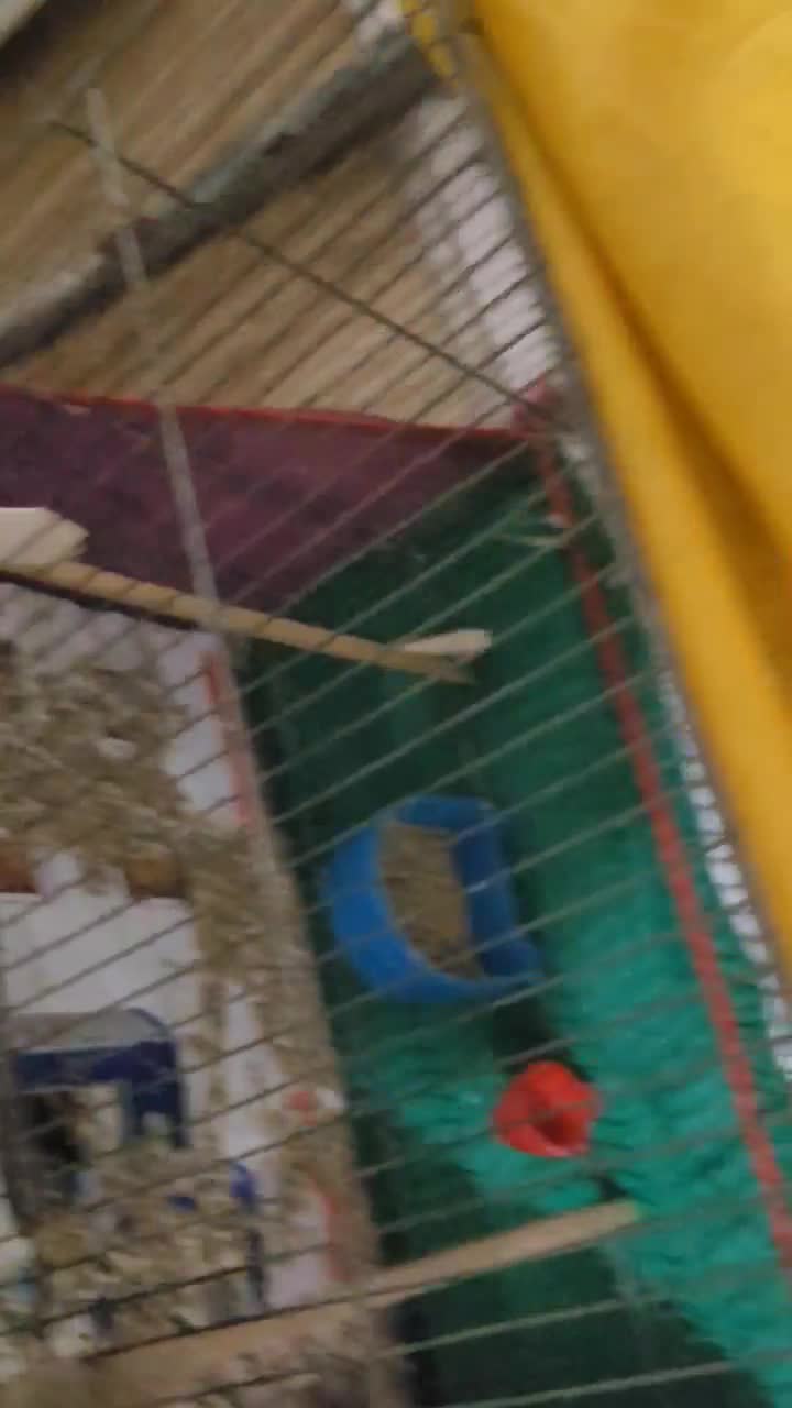 قناری|پرنده|قم, شهرک مهدیه (مدرس)|دیوار