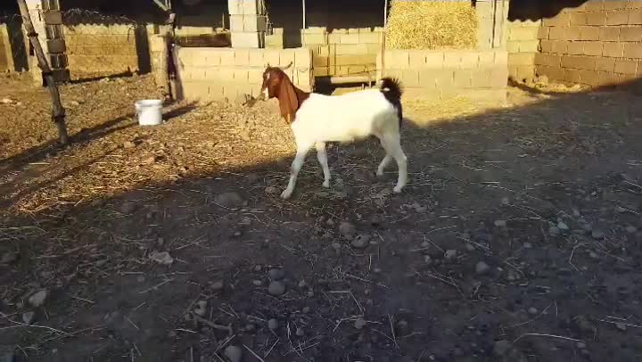 بز جوان|حیوانات مزرعه|علی‌آباد کتول, |دیوار