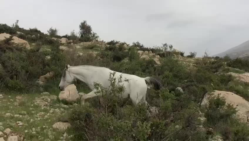 مادیون ترکی|اسب و تجهیزات اسب‌سواری|دهدشت, |دیوار