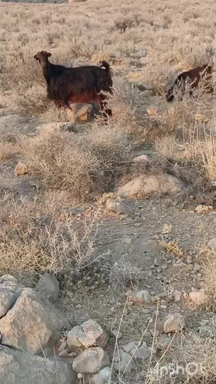 فروش گوسفند|حیوانات مزرعه|شیراز, داریون|دیوار