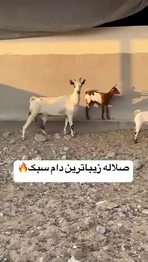 آهویی|حیوانات مزرعه|مشهد, هفده شهریور|دیوار