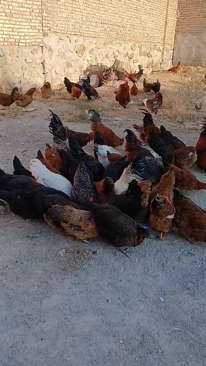 مرغ خروس جوان محلی|حیوانات مزرعه|اهر, |دیوار