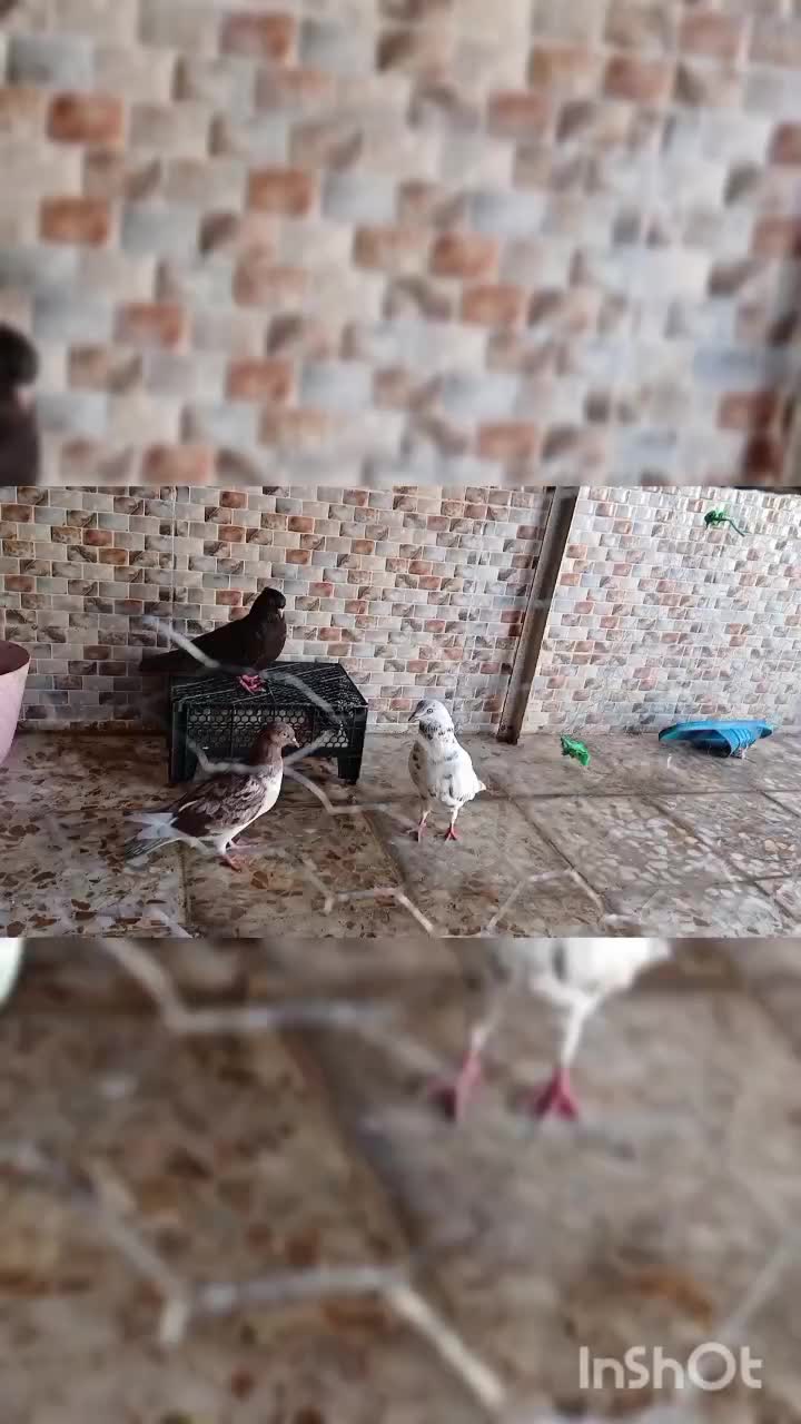 ۶ عدد کبوتر|پرنده|مسجد سلیمان, |دیوار