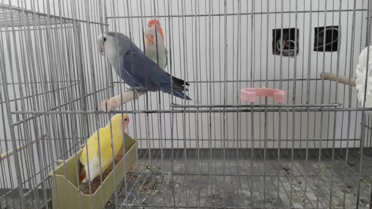 کوتوله برزیلی زیباوخاص|پرنده|ابریشم, |دیوار