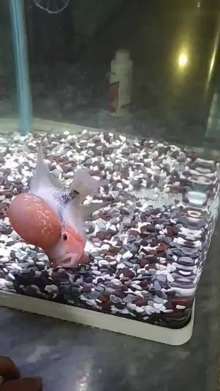 ماهی فلاور هورن رد دراگون|ماهی|سنندج, |دیوار