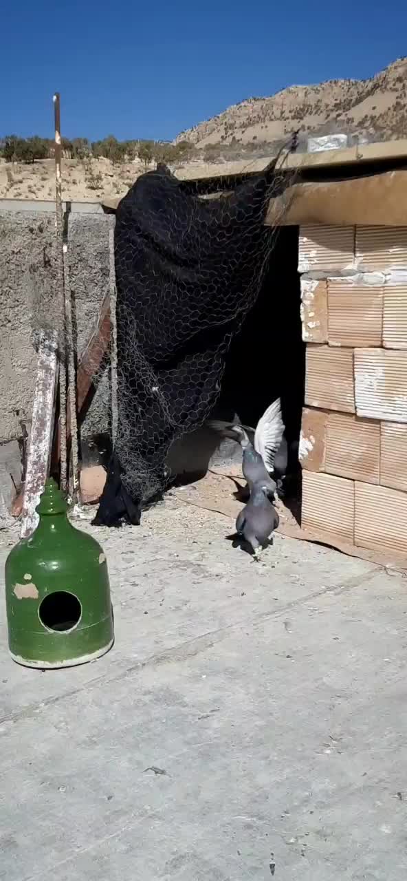 کفتر سبز|پرنده|ایوان, |دیوار