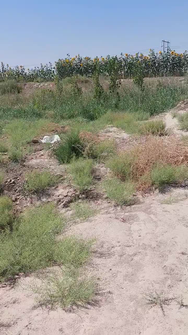 فروش ۷۰۰۰متر زمین کشاورزی و۵ساعت اب اول جاده کلات|فروش دفتر صنعتی، کشاورزی، تجاری|مشهد, کاظم آباد پنجشنبه|دیوار