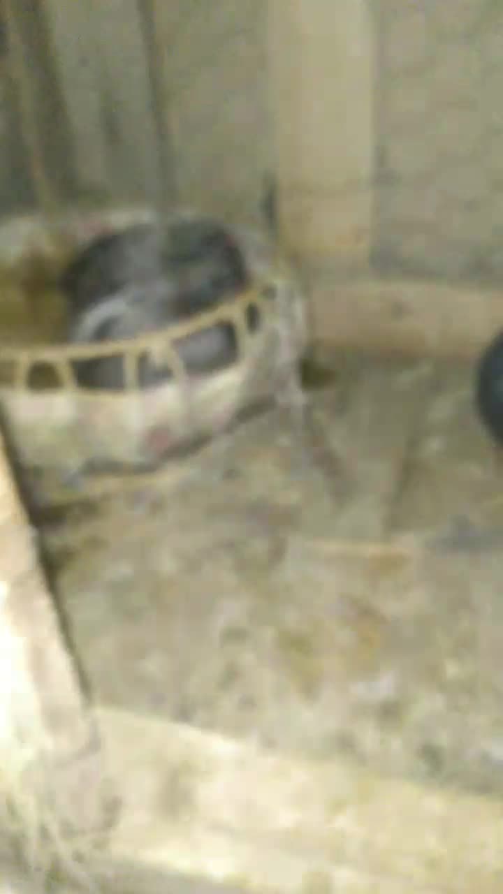 این کبوتر گم شده جوجه داره|حیوانات|ایوان, |دیوار