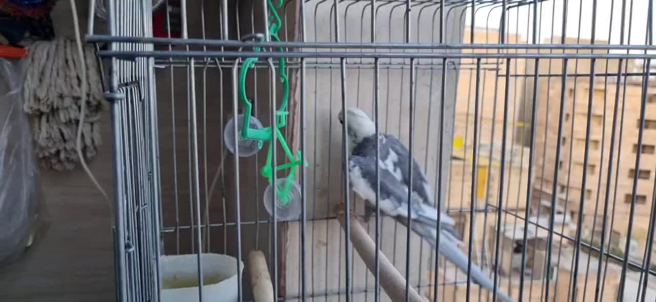 عروس هلندی وایت فیس (کمیاب)|پرنده|نسیم‌شهر, |دیوار