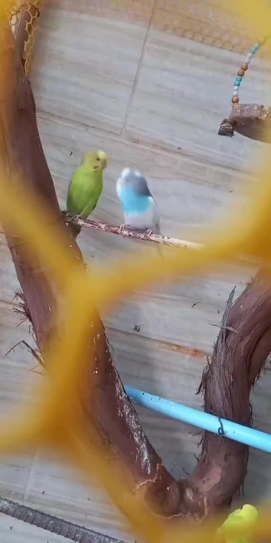 فروشی|پرنده|محمدیه-قزوین, |دیوار