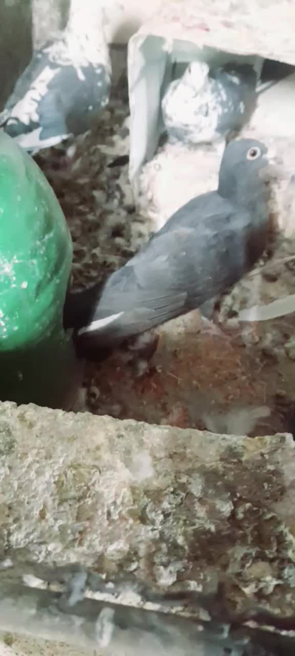 کبوتر|پرنده|سبزوار, طبرسی (جعفرآباد)|دیوار