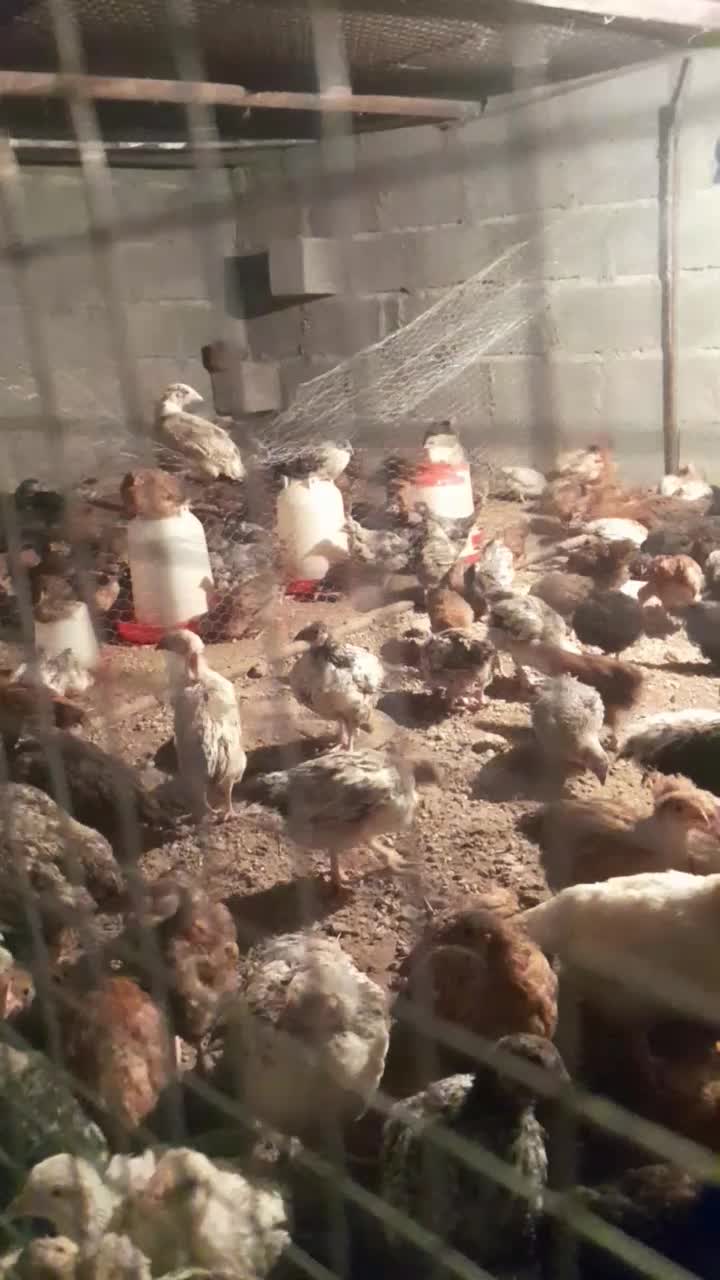 جوجه گلپایگانی|حیوانات مزرعه|جیرفت, |دیوار