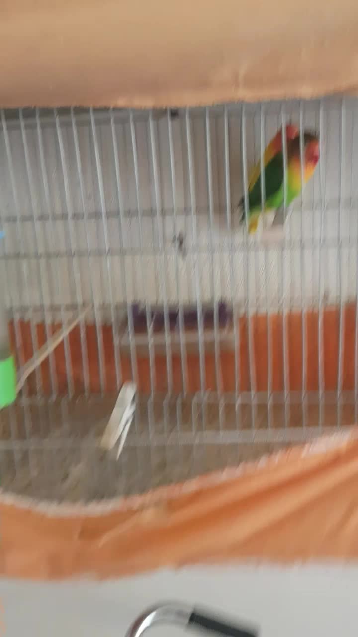 کوتوله برزیلی مولد|پرنده|برخوار, |دیوار