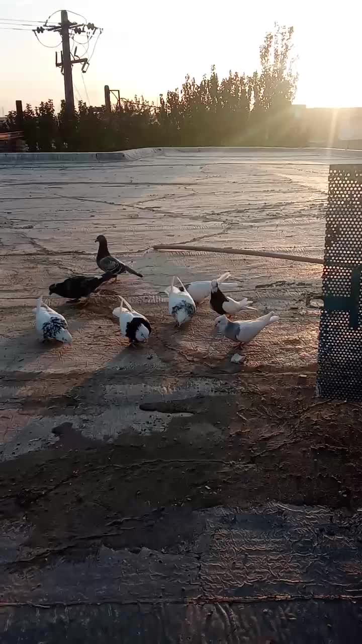 5عدد طوقی|پرنده|تربت‌حیدریه, حاجی یار‎|دیوار